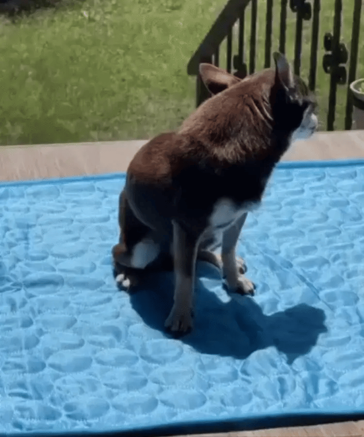 Fanyil™ DreamPaws CoolBreath Mat