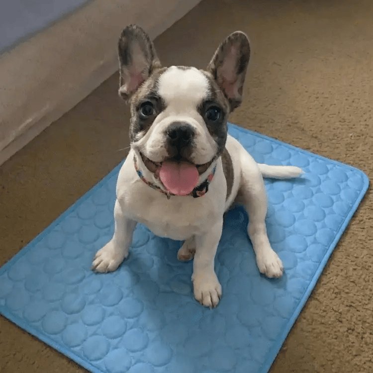 Fanyil™ DreamPaws CoolBreath Mat